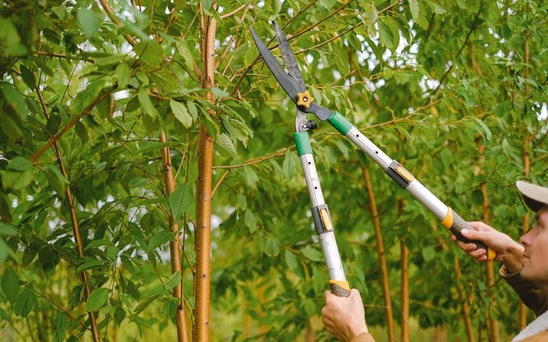 Tree trimming in Purling, NY
